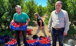İznik'te Nektarin Tarlada 10 TL, Markette 100 TL'ye Satılıyor