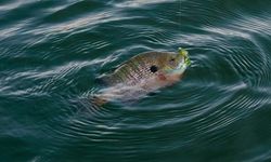 Japonya'nın Biwa Gölü'nde İstilacı Bluegill Balıkları 25 Milyona Ulaştı