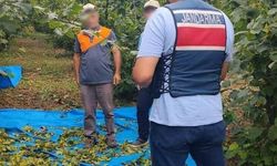 Kandıra'da fındık tarlalarında jandarma 7/24 nöbet tutuyor