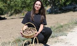 Karabük Safranbolu'da Avrupa Birliği Tescilli Safran Ekimi Başladı