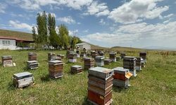 Kars'ta 2026 Bal Sezonu Beklentilerin Üzerinde Verimle Tamamlanıyor