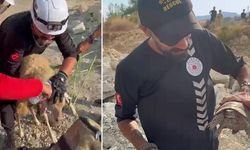 Kaş Orman Yangınında Canlıların Tahliyesi İçin Yoğun Çalışma Sürüyor