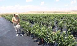 Kayseri'de Saksıda Yetiştirilen Yaban Mersini Yerli Çeşitlerle Yükseliyor