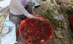 Kızılcık Şerbeti Adana'da Geleneksel Yöntemlerle Hazırlanıyor, Litresi 1000 TL'ye Satılıyor