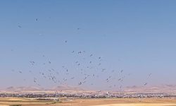Konya Düden Gölü'nde Leyleklerin Muhteşem Göç ve Konaklama Anları