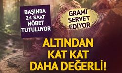 Kynam Agarwood: Gramı 10 Bin Dolara Satılan Dünyanın En Değerli Doğal Hammaddesi