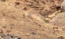 Malatya Arapgir'de Koruma Altındaki Yaban Keçileri Sürü Halinde Görüntülendi