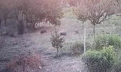 Malatya'da Domuz Sürüsü Yerleşim Yerlerine İndi, Kayısı Bahçesine Girdi