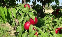 Malatya'da Santa Maria Armutu ve Nektarin Hasadı Başladı, Talebe Yetişilemiyor