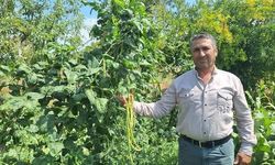 Manisa Kızılçukur'da Taze Börülceye Yoğun Talep: Günlük Satış 3-4 Ton