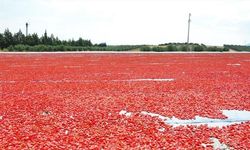 Manisa'da Kurutmalık Domates Üretimi 91 Ülkeye İhraç Ediliyor
