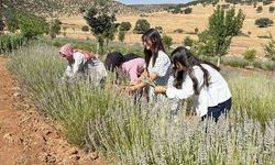 Mardin Midyat'ta 40 Yıllık Atıl Arazi Kadınların Lavanta Bahçesine Dönüştü