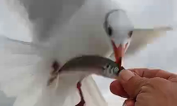 Martılar ve Balıkçı Arasındaki Sıra Dışı Dostluk Anları Kamerada