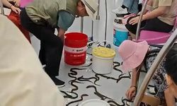 Metroda Yılan Balığı Görülmesi Yolcular Arasında Paniğe Neden Oldu