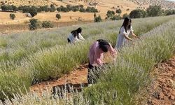 Midyat'ta 40 Yıllık Atıl Arazi Lavanta Bahçesine Dönüştü
