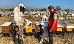 Nazilli'de Arılı Kovan Tespit Çalışmaları 2026 Desteği İçin Devam Ediyor