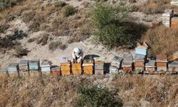 Nevşehir'de Hobi Olarak Başlayan Arıcılık Kapadokya Hodul Balı Markasına Dönüştü