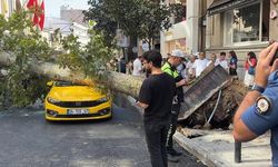 Nişantaşı'nda Devrilen Çınar Ağacı Teşvikiye Caddesi'ni Trafiğe Kapattı