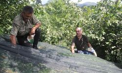Ordu'da Fındıkta File Sistemiyle İşçilik Maliyeti Yüzde 80 Azaldı