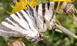 Osmaniye'de Nadir Görülen Zebra Kırlangıç Kuyruklu Kelebek Görüntülendi