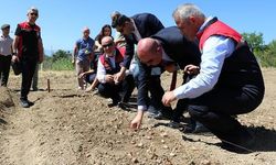 Safranbolu'da Kilosu 600 Bin Liraya Ulaşan Safranın Yeni Sezon Dikimi Başladı