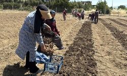 Safranbolu'da Kilosu 650 Bin TL Olan Safranın Ekim Sezonu Başladı