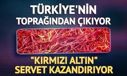 Safranbolu'da Kırmızı Altın Hasadı Başladı: Safran Üretimi ve Ekonomik Değeri