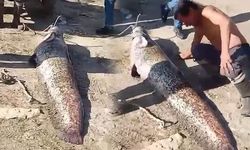 Sakarya Nehri'nde 190 Santimetrelik Dev Yayın Balığı Amatör Balıkçıları Şaşırttı