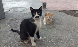 Samsun'da Siyah Tüyleriyle Dikkat Çeken Sokak Kedisi Pala Remzi