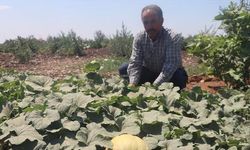 Şanlıurfa Keşlik'te Sulamasız Yetiştirilen Kavun, Karpuz ve Domatesler İlgi Odağı