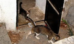 Şanlıurfa'da Sarnıca Düşen Kedi Yavrusu İtfaiye ve Arama Kurtarma Ekiplerince Kurtarıldı