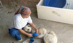 Serik'te Çoban Köpeğine Silahlı Saldırı: Yardımcı Köpek Sakat Kaldı