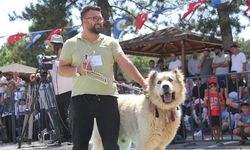 Sivas'ta Kangal Köpekleri Görkemli Gösteriyle Podyuma Çıktı