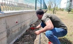 Sivas'ta Peçeli Baykuş Okul Bahçesinde Bulundu, Tedavi Altına Alındı