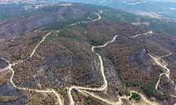 Susurluk'ta Yangından Etkilenen Ormanlık Alan Yeniden Yeşillendirilecek