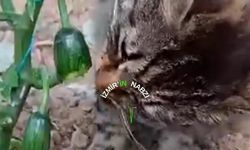Tarlaya Girip Salatalık Yiyen Minik Hırsızın Gülümseten Anları