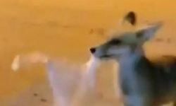 Tilkiye Poşetle Yiyecek Bırakıldı, Sahibi 'Bir Daha Gelme' Dedi