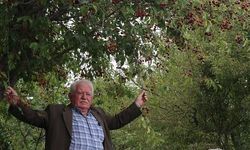 Tokat'ta Vişne Üretimi 3 Ton Seviyesine Ulaştı: Mühendis Yönlendirmesiyle Başladı