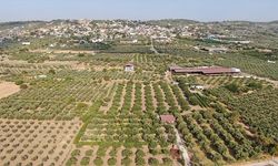 Torbalı Bardacık İncirinde Hasat Başladı, Fiyatlar Pazarda 350 TL'ye Ulaştı