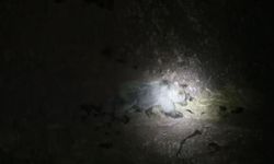 Tunceli'de Gece Kamerasına Aynı Karede Domuz ve Ayı Yansıdı