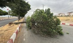 Van Erciş'te Şiddetli Rüzgar Ağaçları Devirdi