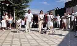19 Köpek Sahiplenilmek İçin Podyumda Görücüye Çıktı