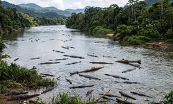 2032 Brisbane Olimpiyatları'nda kürek yarışları Fitzroy Nehri'nde yapılacak