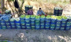 86 Yaşındaki Ahmet Can, Erciş'te Günlük 6 Ton Biber Üretiyor