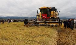 Alaçam'da 2026 Çeltik Hasadı Başladı, Dönüm Başına 900 Kilogram Verim Alındı