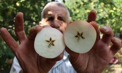 Amasya'da 2 bin yıldır yetiştirilen misket elması hasadı başladı