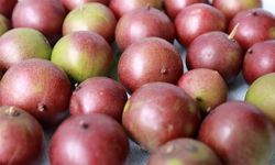 Amazon'un camu camu meyvesi portakaldan 60 kat fazla C vitamini içeriyor