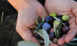 Antalya'da 2 bin 200 yıllık zeytin üretimi bereketli sezon yaşıyor