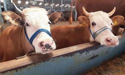 Aydın'da tüm hayvan pazarları geçici süreyle kapatıldı