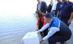 Bartın'da 2 Baraja 145 Bin Sazan Balığı Yavrusu Salındı